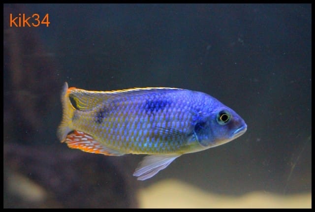 Hemitilapia oxyrhynchus 'Likoma Island'